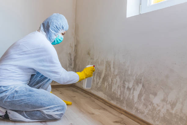 Licensed Attic Mold Removal service in Bayonne, NJ - WQB Mold Removal