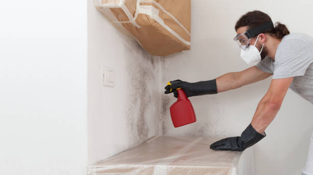 Professional Attic Mold Removal technician working in Bayonne, NJ