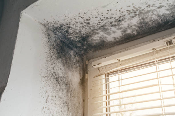 Affordable Attic Mold Removal solutions in Bayonne, NJ