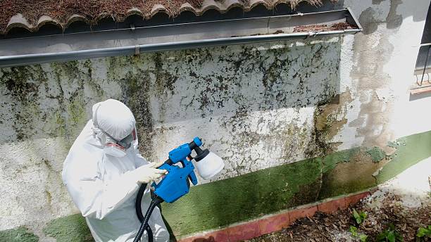 Top rated local Attic Mold Removal specialists in Bayonne, NJ